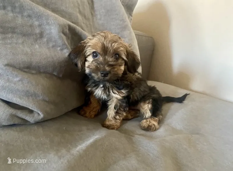 Sissy – Yorkshire Terrier, Poodle - Toy  puppy for sale in El Dorado Hills, CA