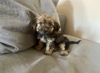 Sissy, a female Yorkshire Terrier and Poodle - Toy  for sale in El Dorado Hills, CA – 1 of 3