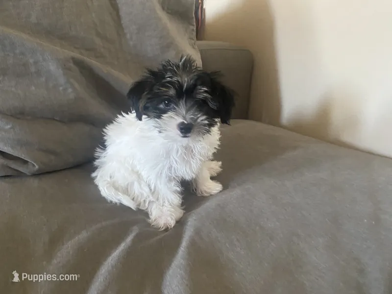 Oreo – Yorkshire Terrier, Poodle - Toy  puppy for sale in El Dorado Hills, CA