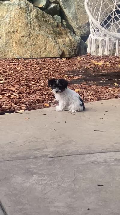 Oreo, a male Yorkshire Terrier and Poodle - Toy  for sale in El Dorado Hills, CA – 5 of 5