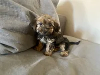 Sissy, a female Yorkshire Terrier and Poodle - Toy  for sale in El Dorado Hills, CA – 2 of 3