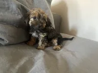 Sissy, a female Yorkshire Terrier and Poodle - Toy  for sale in El Dorado Hills, CA – 3 of 3