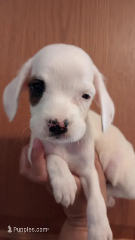 Snoopy, a male Rat Terrier for sale in Willcox, AZ – Photo 1 of 2