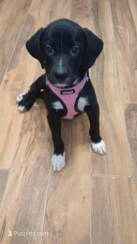 Dora, a female Boxer and Labrador Retriever for sale in Willcox, AZ – Photo 1 of 7