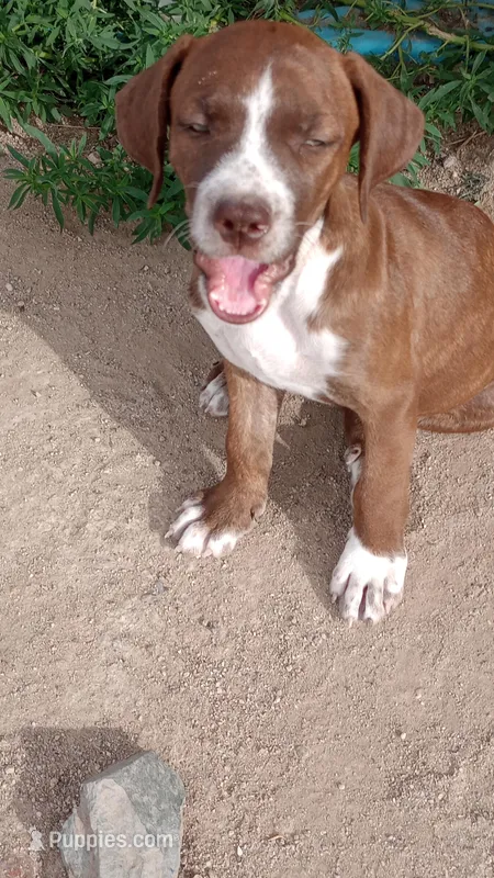 Tiger, a female Boxer and Labrador Retriever for sale in Willcox, AZ – Photo 1 of 5