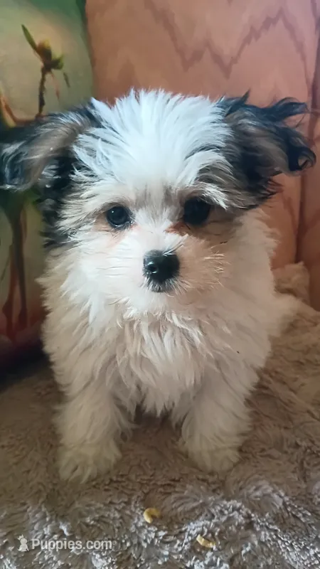 Moses – Pomeranian, Morkie puppy for sale in Gaylord, MI