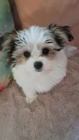 Moses, a male Pomeranian and Morkie for sale in Gaylord, MI – 4 of 4