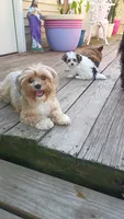 Moses, a male Pomeranian and Morkie for sale in Gaylord, MI – 5 of 5