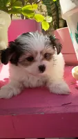 Moses, a male Pomeranian and Morkie for sale in Gaylord, MI – 2 of 5