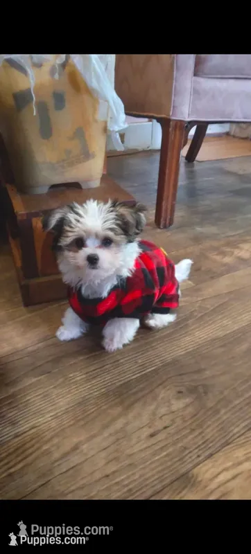 Moses, a male Pomeranian and Morkie for sale in Gaylord, MI – 1 of 4
