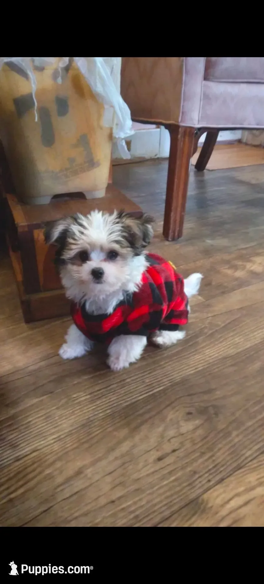 Moses, a male Pomeranian and Morkie for sale in Gaylord, MI – 1 of 4