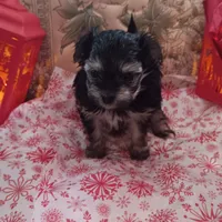 Mia, a female Yorkshire Terrier for sale in Gaylord, MI – Photo 1 of 4