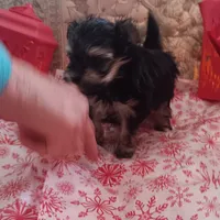 Mia, a female Yorkshire Terrier for sale in Gaylord, MI – Photo 2 of 4