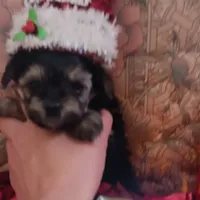 Mia, a female Yorkshire Terrier for sale in Gaylord, MI – Photo 3 of 4