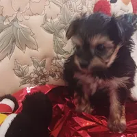 Mia, a female Yorkshire Terrier for sale in Gaylord, MI – Photo 4 of 4