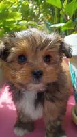 Ricky, a male Pomeranian and Morkie for sale in Gaylord, MI – 3 of 3