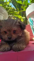 Teddy Bear , a male Pomeranian and Morkie for sale in Gaylord, MI – 5 of 6