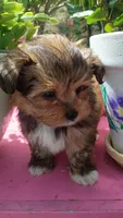 Ricky, a male Pomeranian and Morkie for sale in Gaylord, MI – 2 of 3