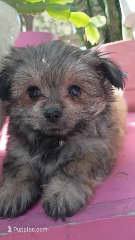 Teddy Bear  – Pomeranian, Morkie puppy for sale in Gaylord, MI