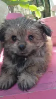 Teddy Bear , a male Pomeranian and Morkie for sale in Gaylord, MI – 1 of 6
