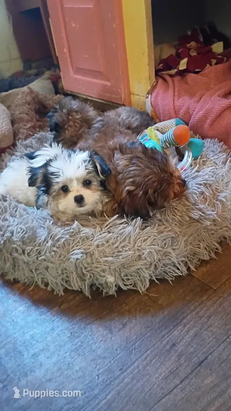 Moses – Pomeranian, Morkie puppy for sale in Gaylord, MI