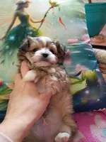 Ricky, a male Pomeranian and Yorkshire Terrier for sale in Gaylord, MI – Photo 2 of 4