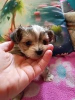 Ricky, a male Pomeranian and Yorkshire Terrier for sale in Gaylord, MI – Photo 3 of 4