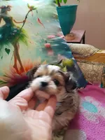 Ricky, a male Pomeranian and Yorkshire Terrier for sale in Gaylord, MI – Photo 4 of 4