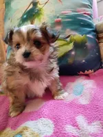 Ricky, a male Pomeranian and Yorkshire Terrier for sale in Gaylord, MI – Photo 1 of 4