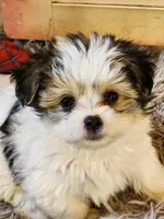 Moses, a male Pomeranian and Morkie for sale in Gaylord, MI – 3 of 4