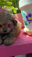 Teddy Bear , a male Pomeranian and Morkie for sale in Gaylord, MI – 4 of 6