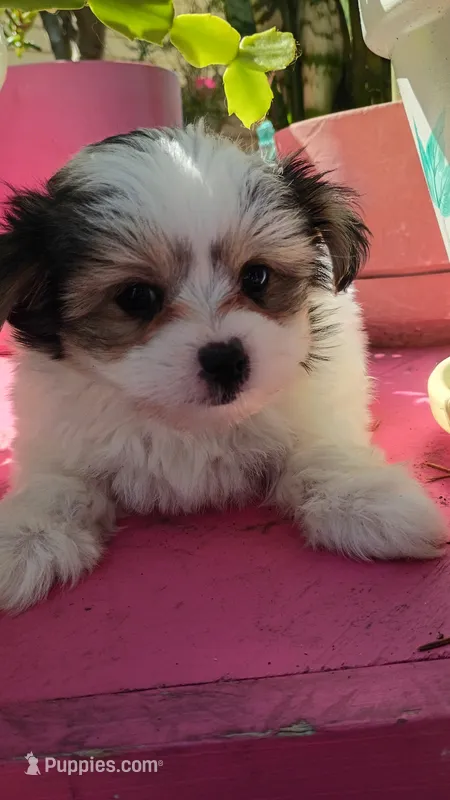 Moses – Pomeranian, Morkie puppy for sale in Gaylord, MI
