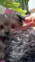 Teddy Bear , a male Pomeranian and Morkie for sale in Gaylord, MI – 3 of 6