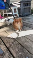 Moses, a male Pomeranian and Morkie for sale in Gaylord, MI – 3 of 5