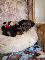 Sammy, a male Pomeranian and Yorkshire Terrier for sale in Gaylord, MI – Photo 5 of 6