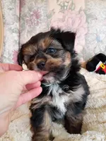 Sammy, a male Pomeranian and Yorkshire Terrier for sale in Gaylord, MI – Photo 6 of 6