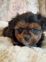 Sammy, a male Pomeranian and Yorkshire Terrier for sale in Gaylord, MI – Photo 2 of 6