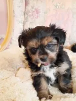 Sammy, a male Pomeranian and Yorkshire Terrier for sale in Gaylord, MI – Photo 4 of 6