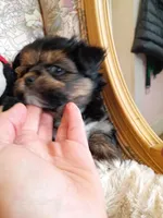 Sammy, a male Pomeranian and Yorkshire Terrier for sale in Gaylord, MI – Photo 3 of 6