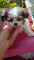Moses, a male Pomeranian and Morkie for sale in Gaylord, MI – 4 of 5