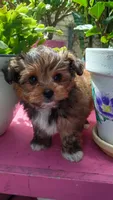 Ricky, a male Pomeranian and Morkie for sale in Gaylord, MI – 1 of 3
