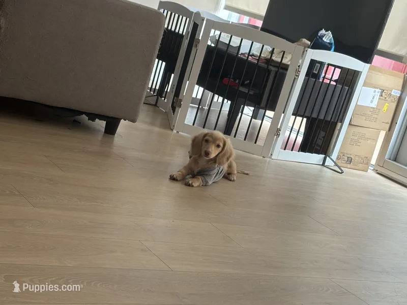 Cookie – Miniature Dachshund puppy for sale in Los Angeles, CA