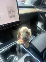 Cookie, a male Miniature Dachshund for sale in Los Angeles, CA – 5 of 9