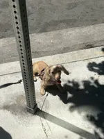 Cookie, a male Miniature Dachshund for sale in Los Angeles, CA – 7 of 9