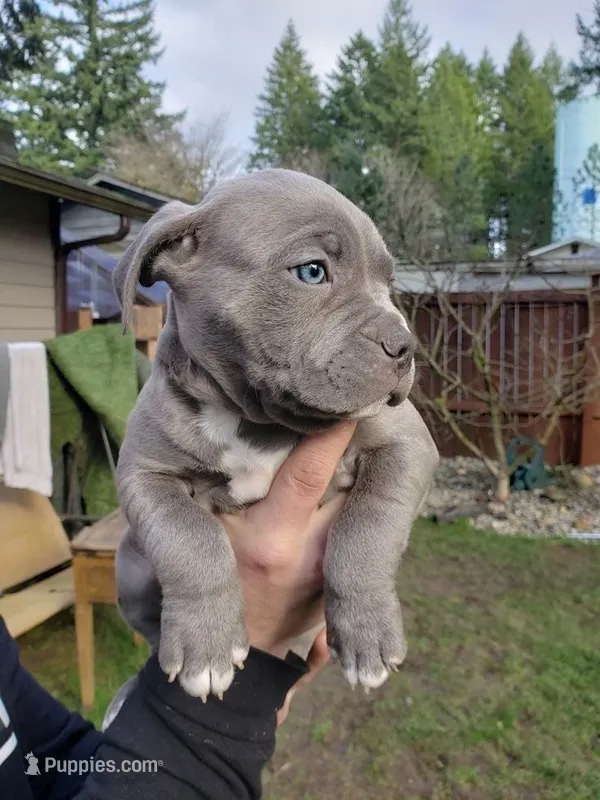 Blue Nose Bully – American Bully puppy for sale in Cordova, TN