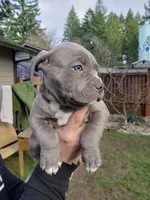 Blue Nose Bully, a male American Bully for sale in Cordova, TN – 1 of 1