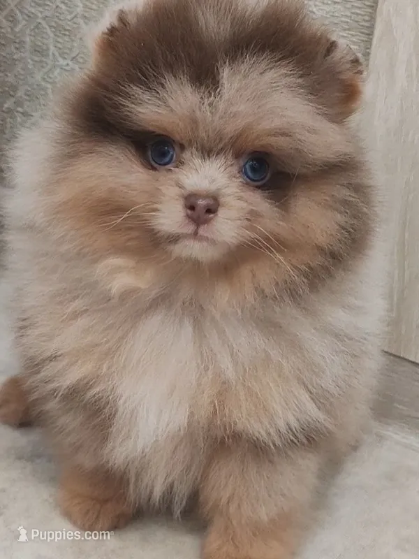 Pomeranian – Pomeranian puppy for sale in Cordova, TN