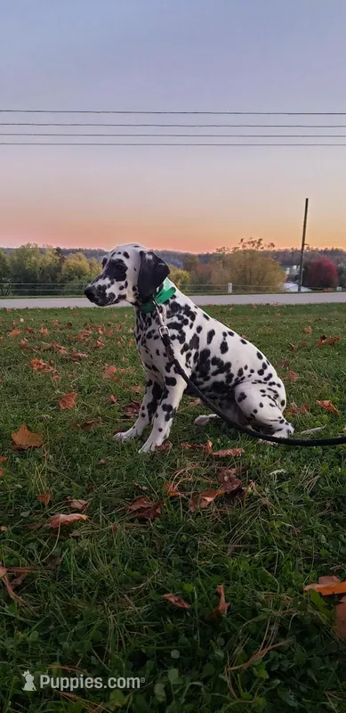 Sadie – Dalmatian puppy for sale in Sugarcreek, OH