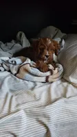 Handsome, a male Cavapoo for sale in Sugarcreek, OH – 4 of 10