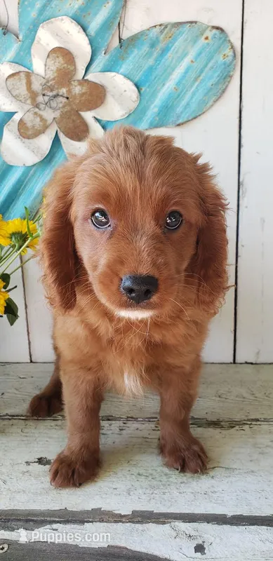 Leo – Cavapoo puppy for sale in Sugarcreek, OH